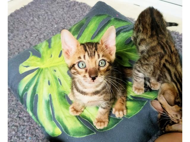 Photo Merveilleux chatons bengals (LOS) image 3/6