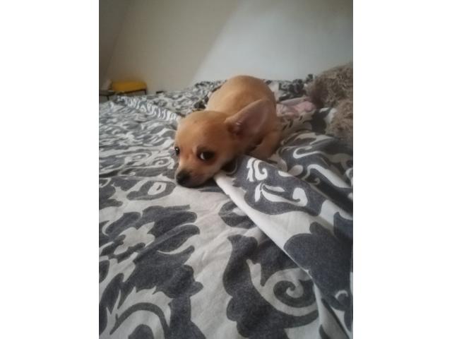 Photo Mini Chihuahua a vendre image 3/3