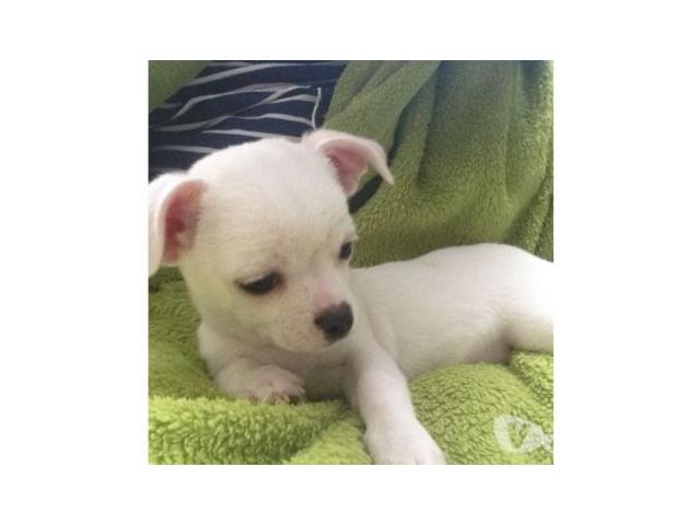 Photo Mini Chihuahua mâle blanc image 3/3