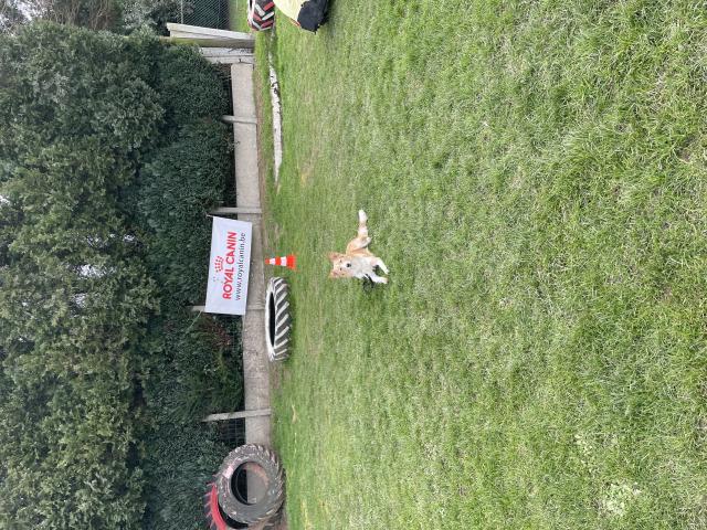 Photo Mon chien pour saillie image 3/3