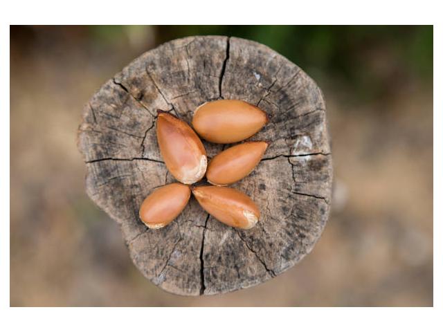 Photo MOROCCAN ARGAN OIL image 3/3
