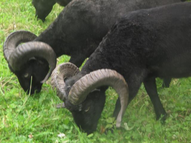 Photo Moutons Ouessant pure race image 3/6