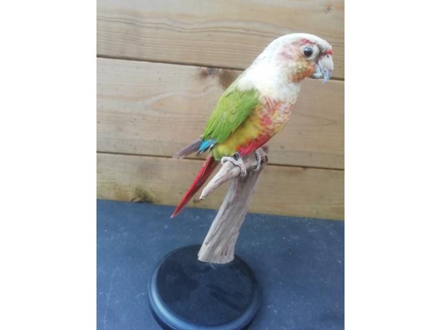 Photo New mounted birds image 3/6