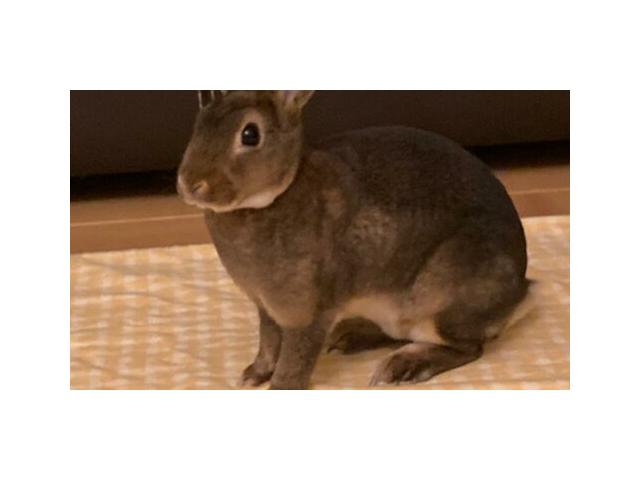 Photo Nichée de lapins nains Rex nés le 25/04 – variétés castor (3) et bleu (1) image 3/4