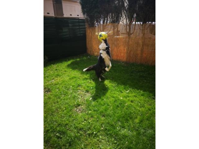 Photo Nous gardons votre chien en famille (6€/jour) image 3/6
