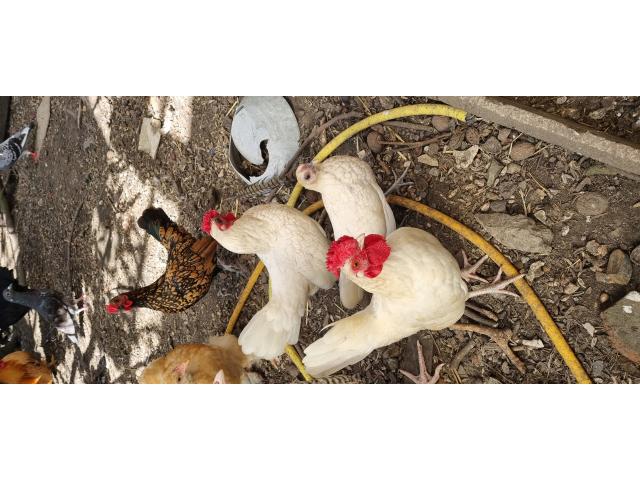 Photo Oeufs et/ou poussins sebright image 3/3