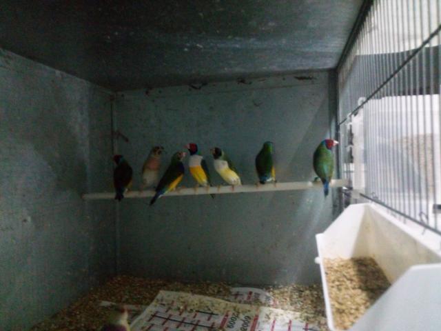 Photo oiseaux exotiques image 3/3