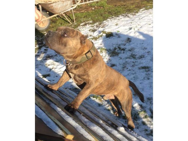 Photo open for stud american bully pocket extreme image 3/3