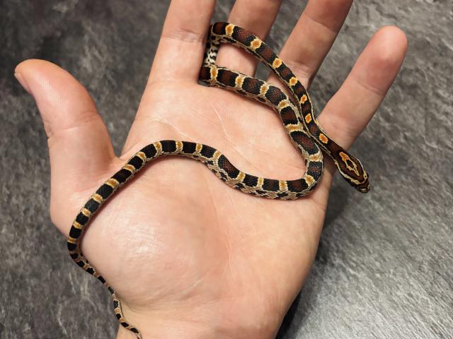 Photo Pantherophis guttatus image 3/4