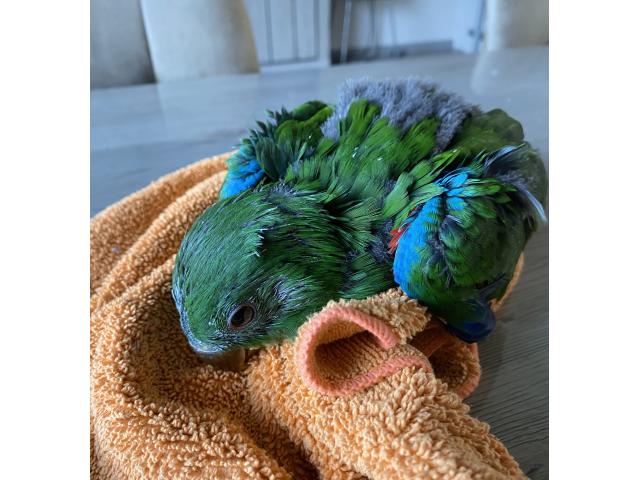 Photo PERROQUET ECLECTUS APPRIVOISER EAM image 3/5