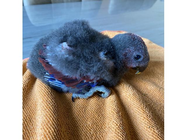 Photo PERROQUET ECLECTUS APPRIVOISER EAM image 3/6