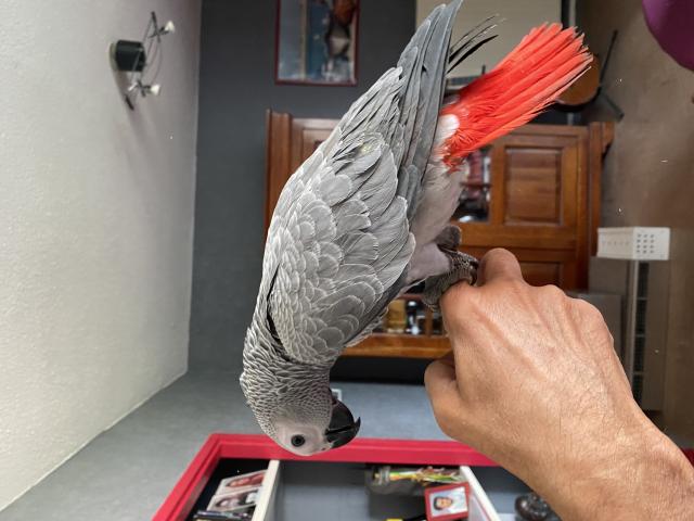 Photo Perroquet Gris du Gabon image 3/3