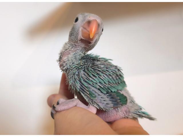 Photo Perroquet Perruche EAM Apprivoisé image 3/4