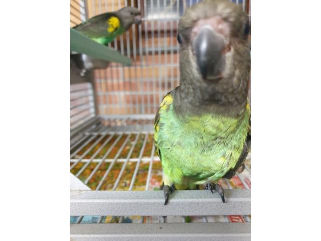 Photo Perroquets arrêt d'élevage image 3/5