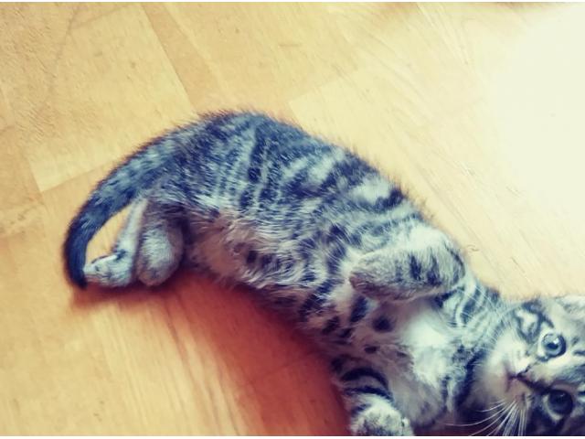 Photo petit chaton Maine Coon image 3/3