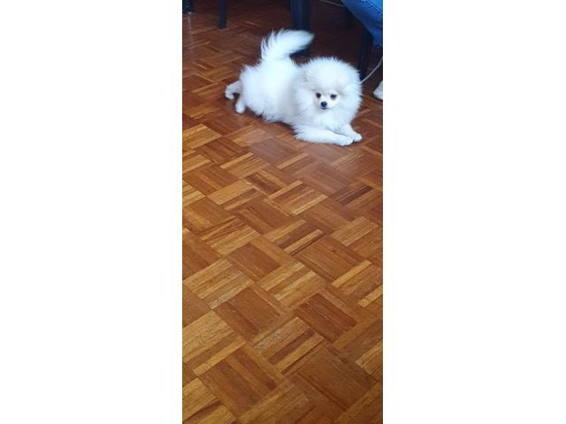 Photo Petit loulou de Pomeranie image 3/5