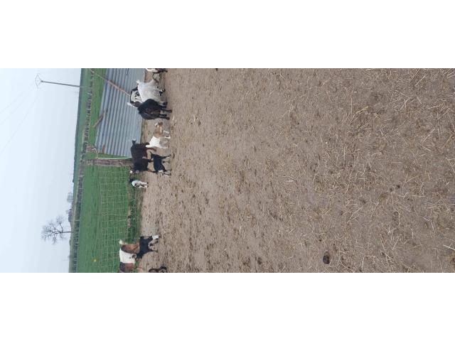 Photo petites chèvres naines suitées ,chevreaux castrés et chevrettes image 3/6