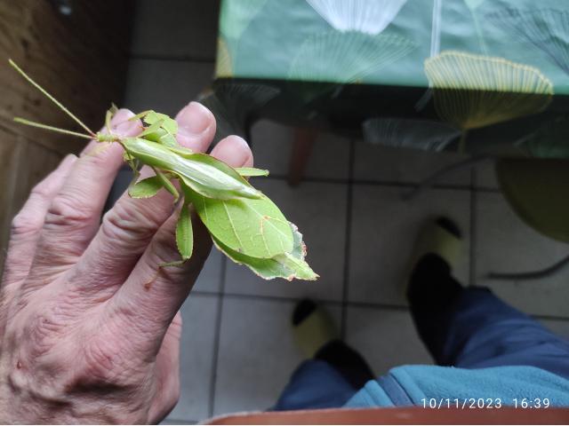 Photo phyllie de Philippine, insecte feuille image 3/6