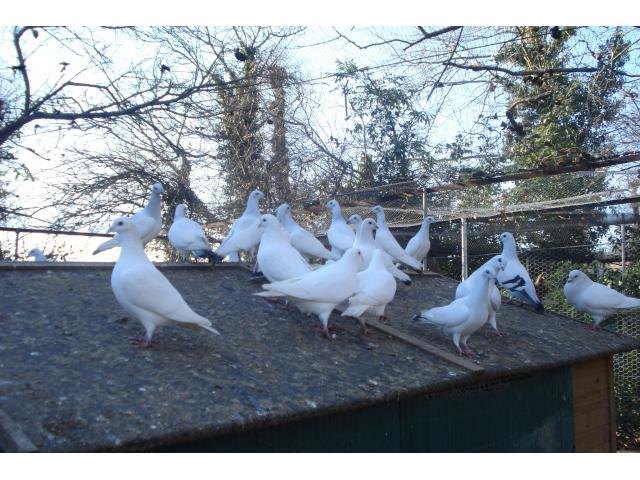 Photo Pie de Galicie image 3/3