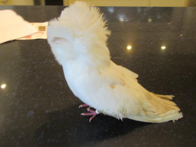 Photo pigeon jacobin sans doute mâle, adulte, blanche image 3/3