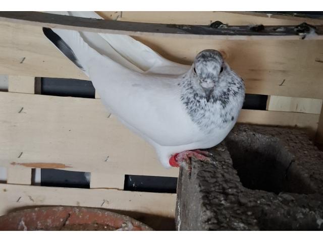 Photo Pigeon tipler image 3/4