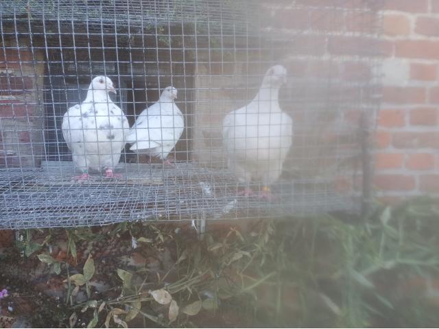 Photo Pigeons de forme et de rapport image 3/4