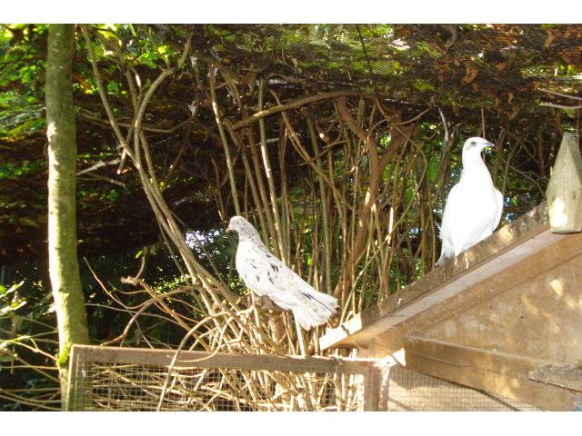 Photo Pigeons de voltige culbutants rouleurs orientaux image 3/3