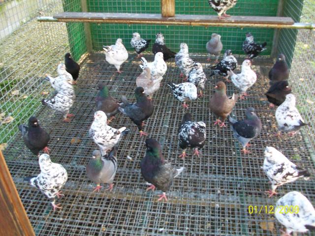 Photo PIGEONS KING image 3/3