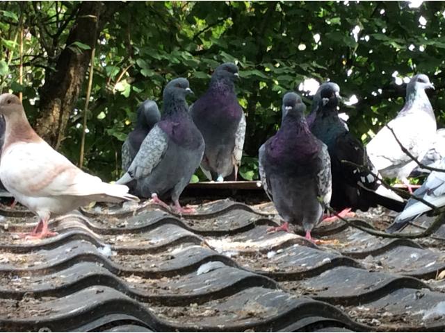 Photo Pigeons lynx de Pologne image 3/6