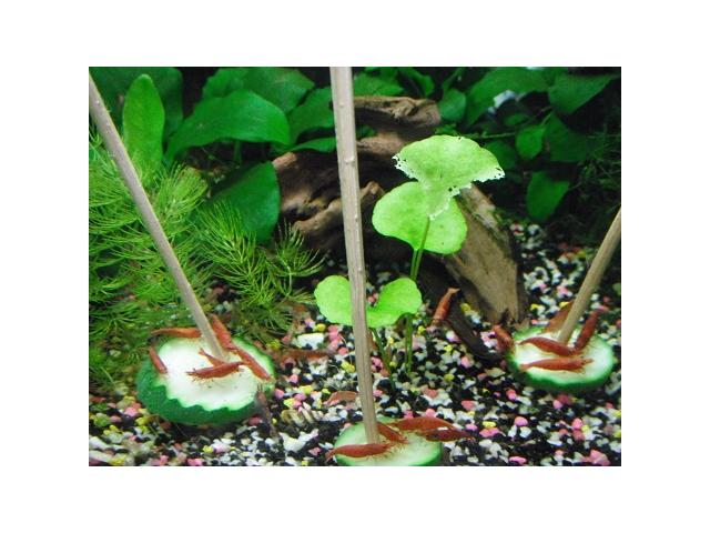 Photo plantes d'aquarium image 3/3