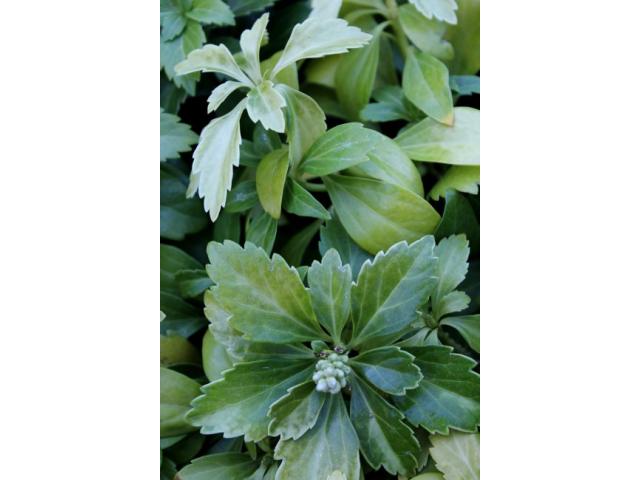 Photo Plantes tapissantes 1.80 CHF image 3/6