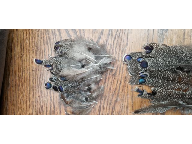 Photo Plumes d'éperonnier chinquis image 3/3