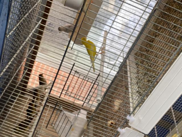 Photo Plusieurs Canaris image 3/4