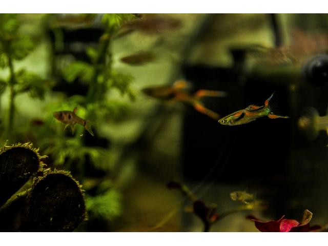 Photo Poecilia Wingei (Endler ) Poisson d'aquarium image 3/3