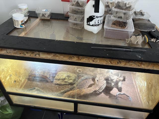 Photo Pogona à vendre avec terrarium image 3/6