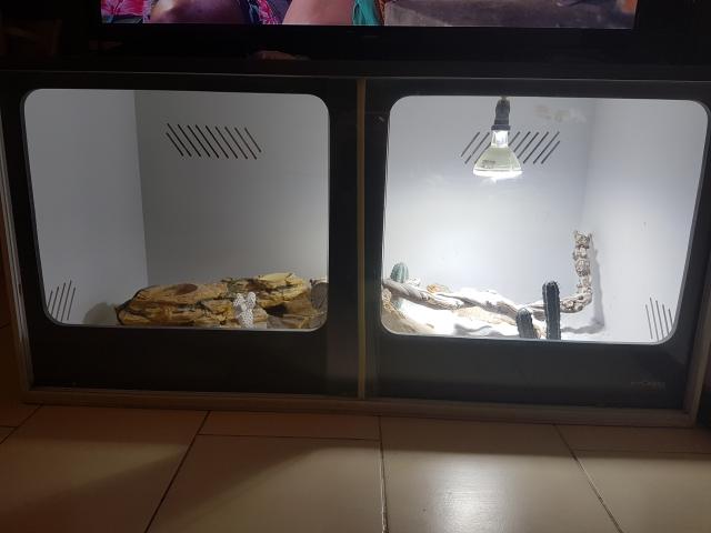 Photo Pogona vitticep red fir et terrarium image 3/4