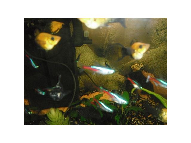Photo poissons tétra néons image 3/3