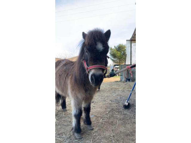 Photo Poney image 3/3