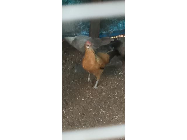 Photo Poule naine d'ornement image 3/4