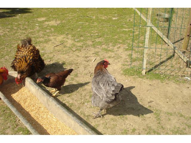 Photo Poules et coqs Marans image 3/3