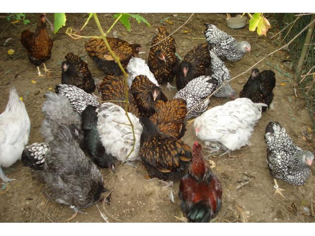 Photo Poules et coqs Wyandotte grande race image 3/3