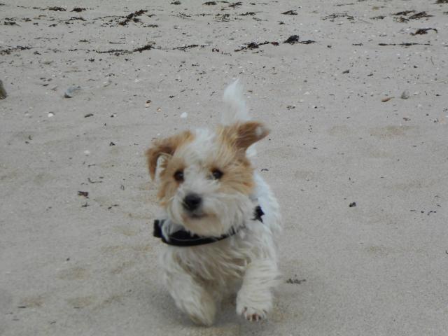 Photo Pour Saillie: Jack Russel à poils rudes image 3/3