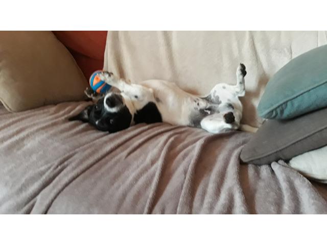 Photo Propose mâle Jack Russel pour saillie image 3/6