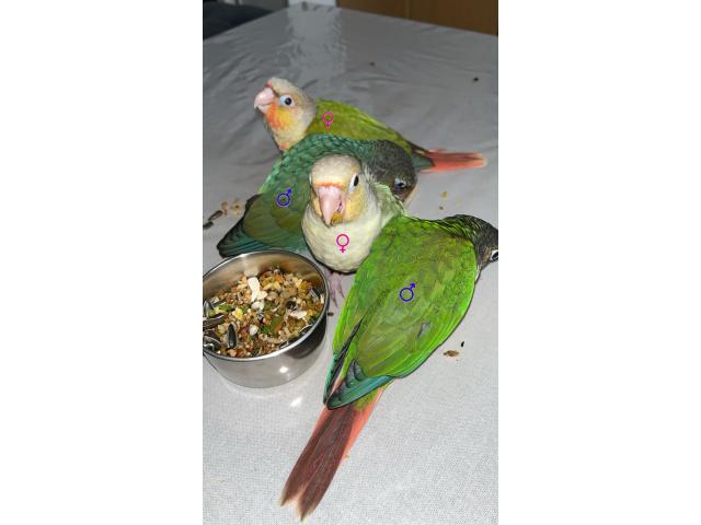 Photo Pyrrhura conure eam apprivoiser image 3/6