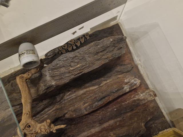 Photo Python royale avec son terrarium image 3/3