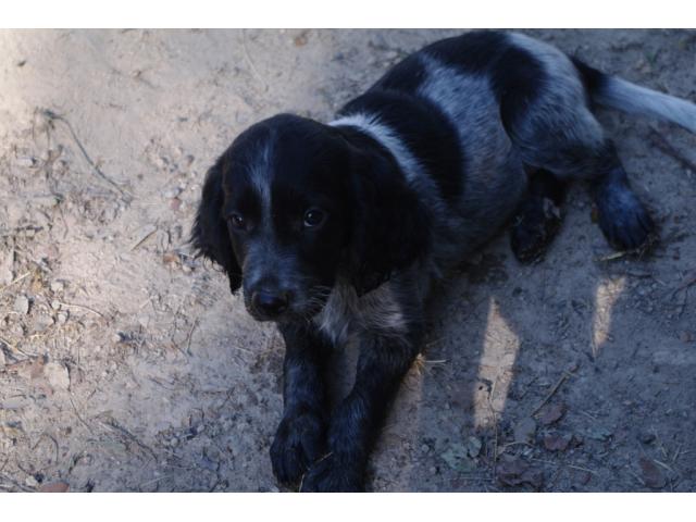 Photo Rare chiots epagneuls bleus de picardie LOF image 3/6