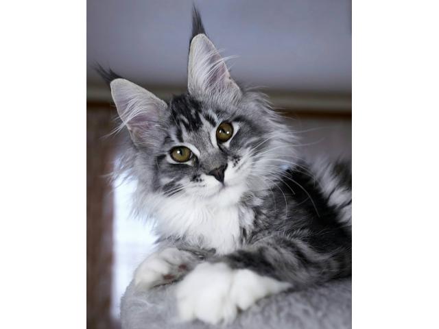 Photo Recherche Maine Coon image 3/6