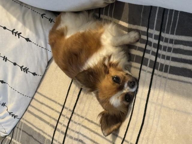 Photo Recherche mâle chihuahua pour saillie image 3/5