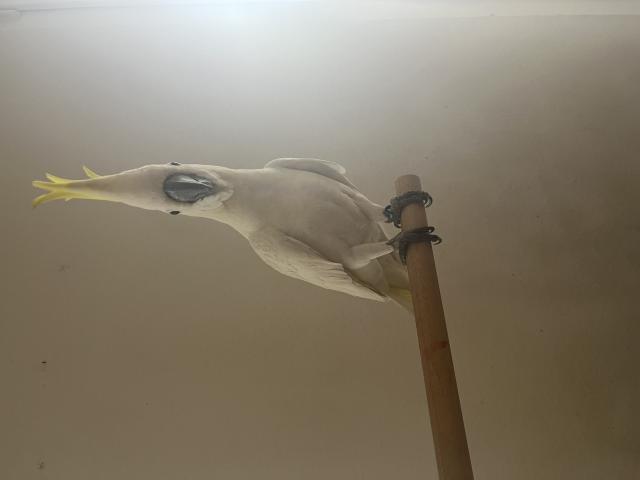 Photo Recherche. Petit Cacatoès soufré à huppe jaune image 3/4