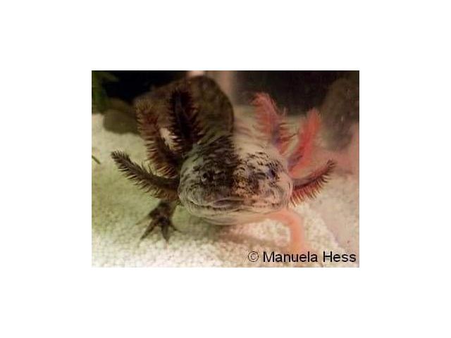 Photo Recherches axolotl image 3/3